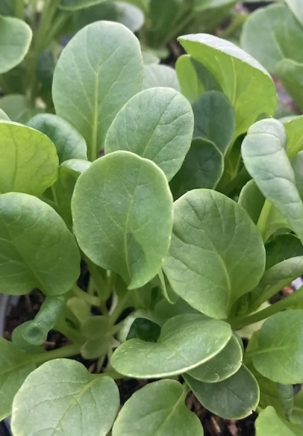 Tatsoi Tah Tsai